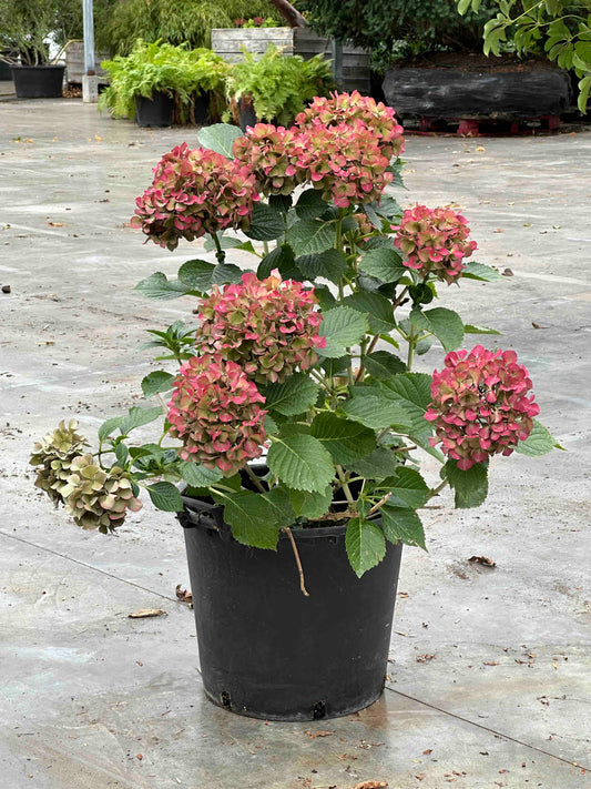 Hydrangea macrophylla