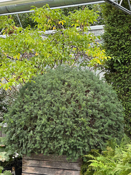 Taxus baccata