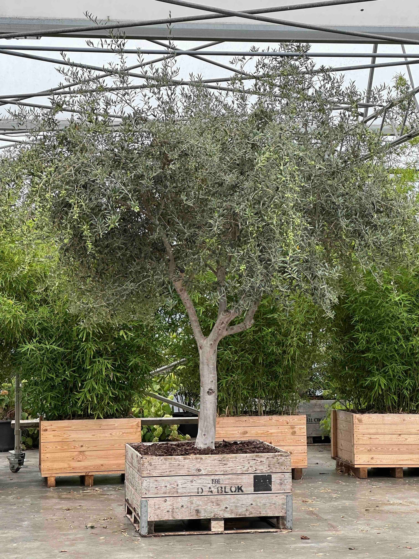OE TREE #002