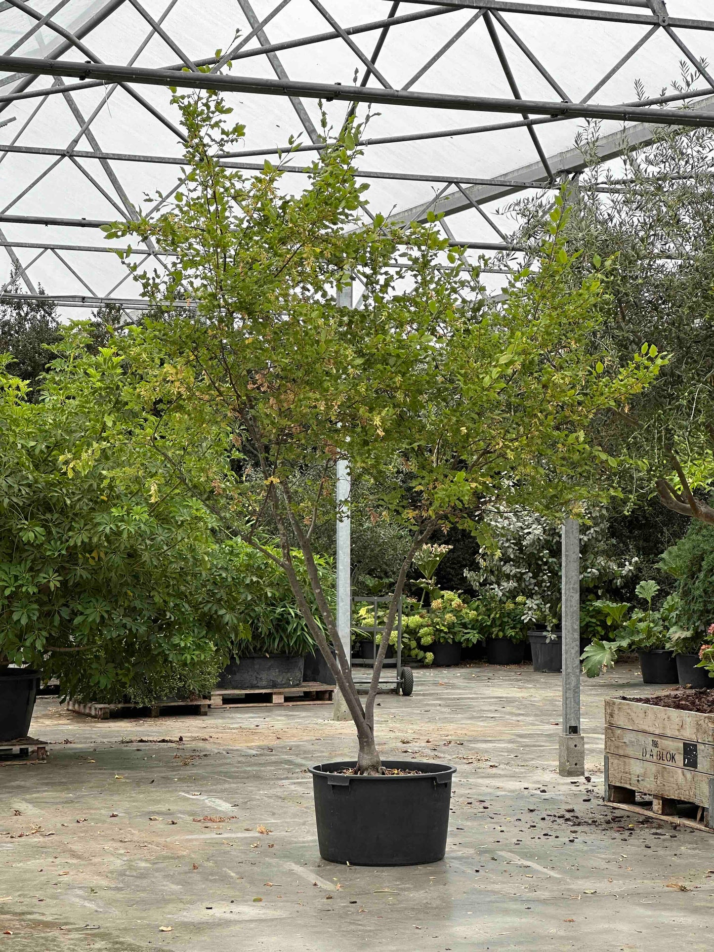 CBQ TREE #027