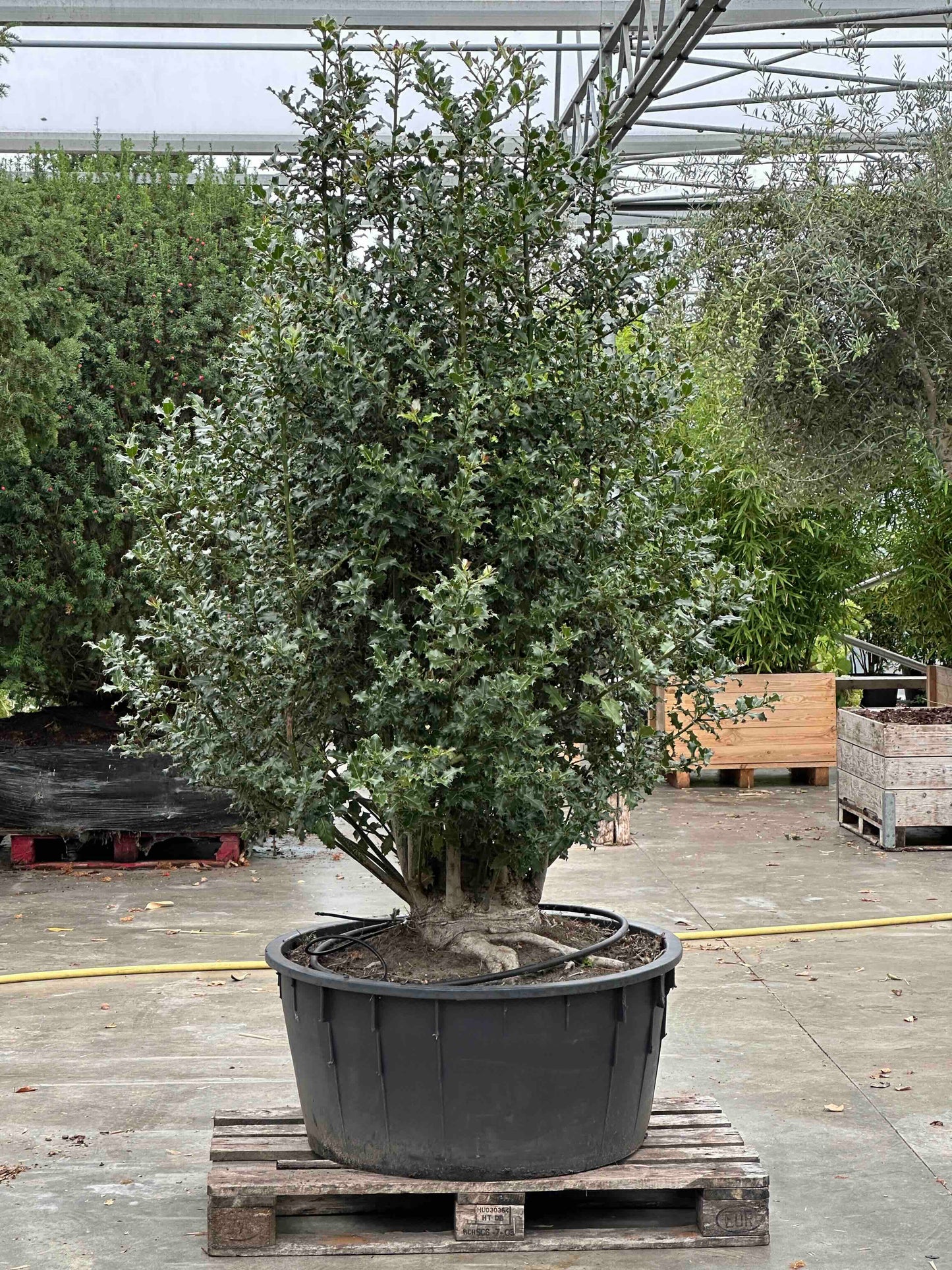 Ilex aquifolium