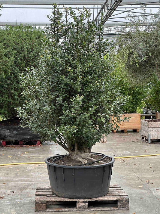 Ilex aquifolium