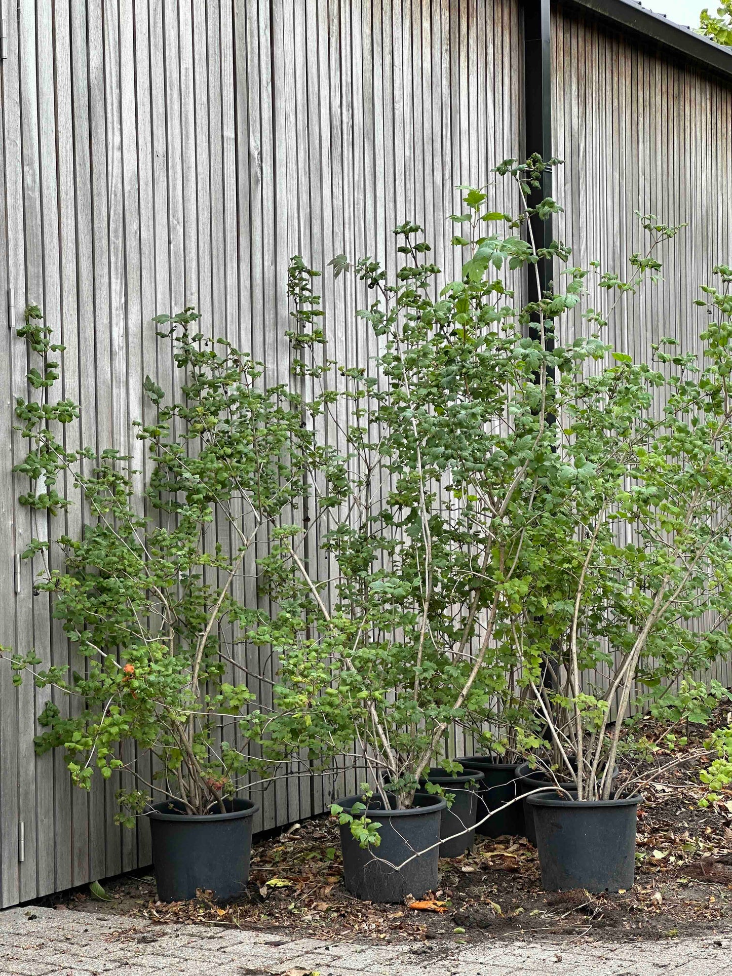 Viburnum opulus 'Sterile'