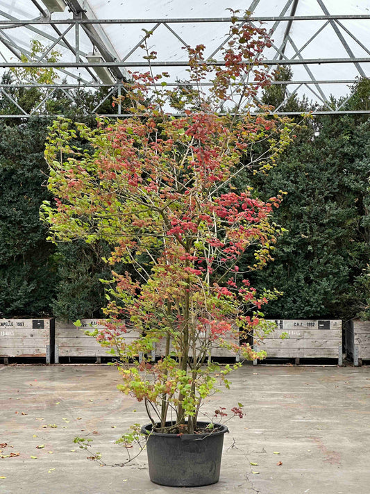 Viburnum opulus 'Sterile'