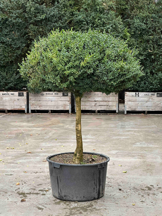 Buxus sempervirens