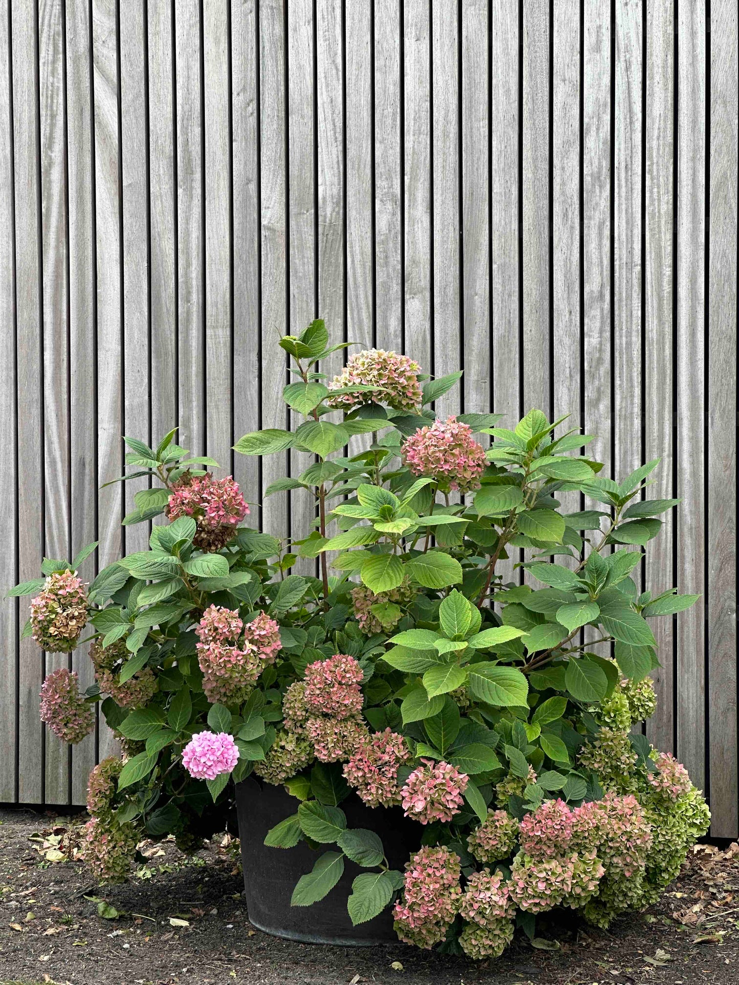 Hydrangea macrophylla