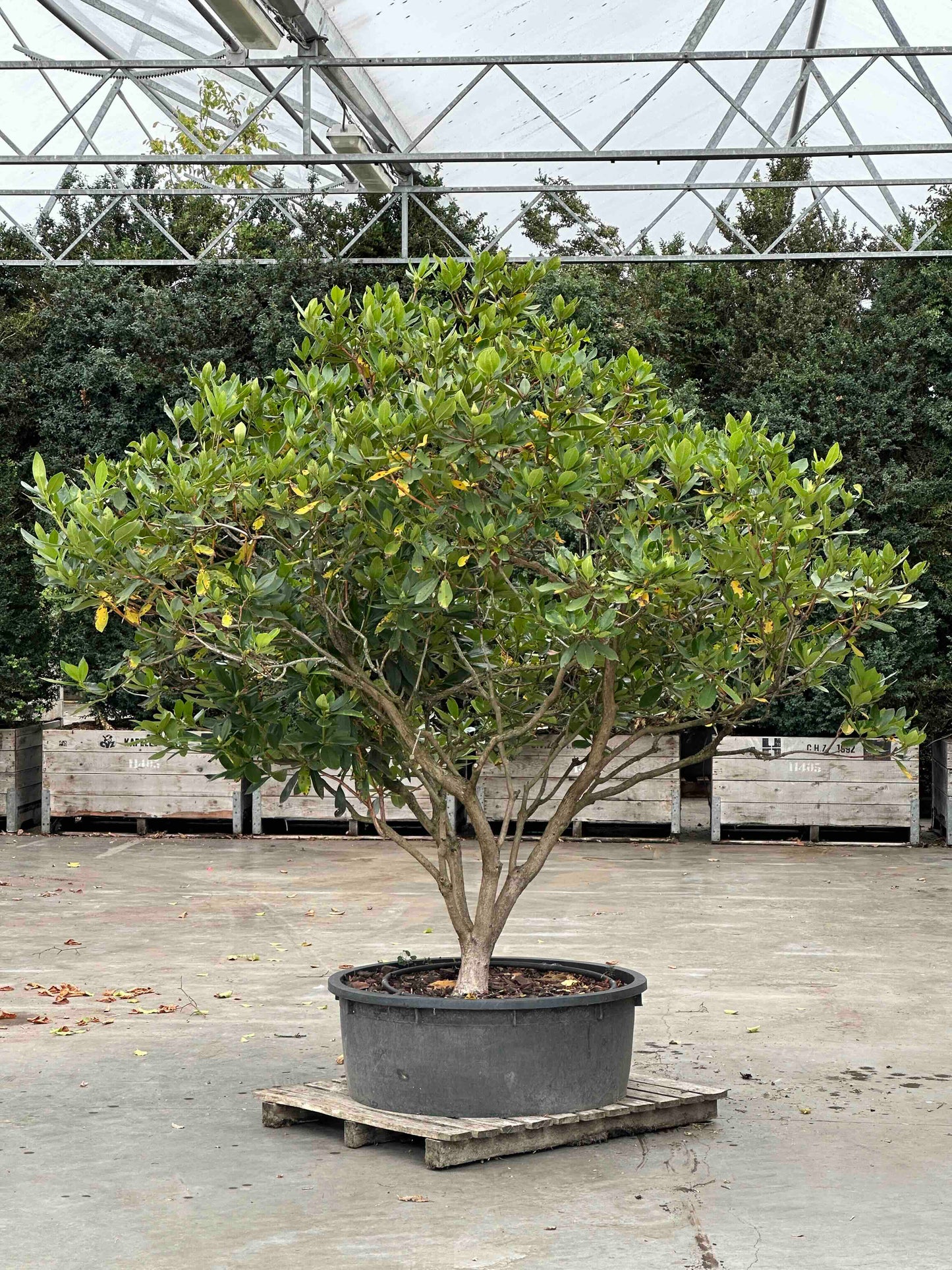 Rhododendron ponticum