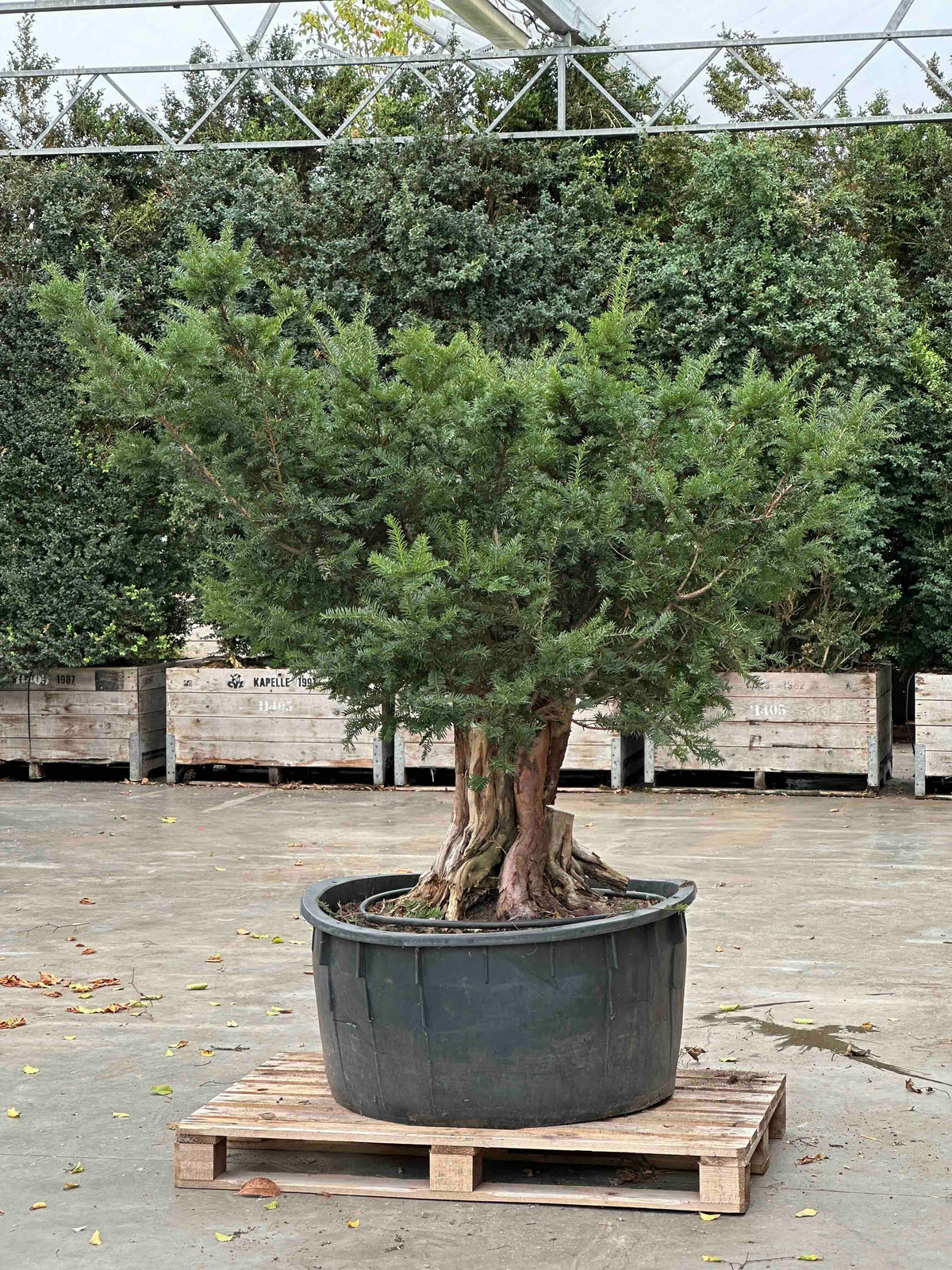 TB TREE #116