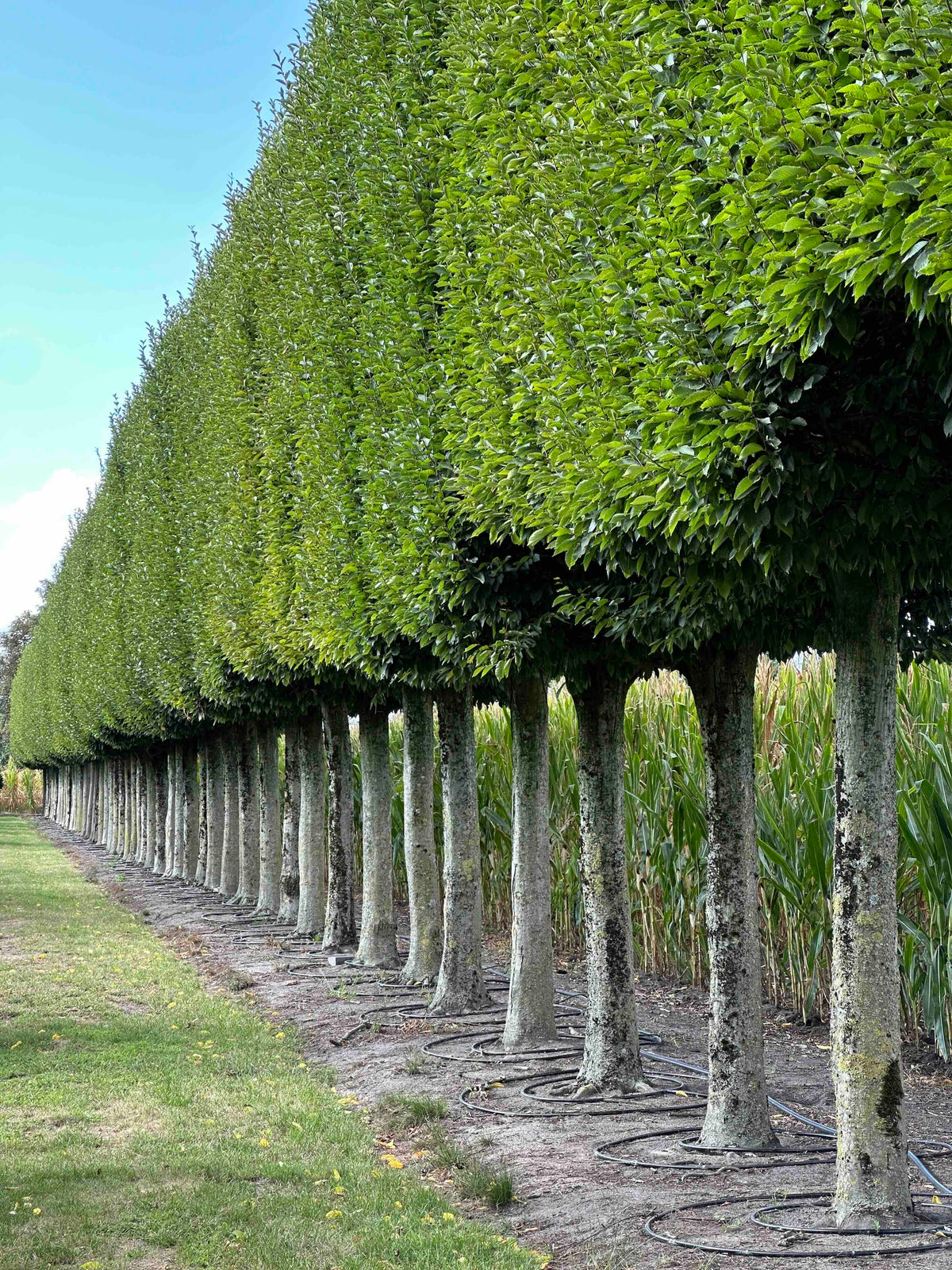 CBF TOPIARY #002