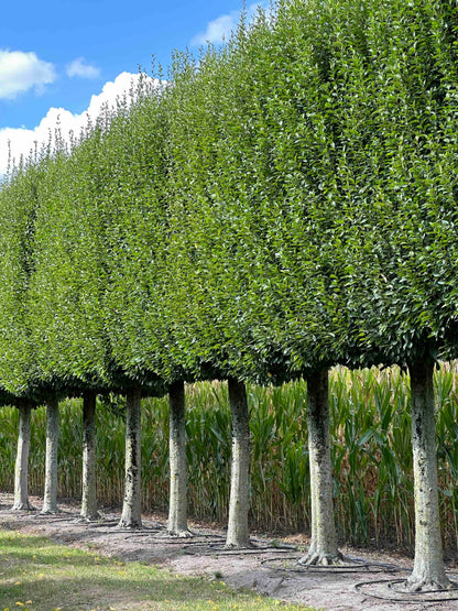 CBF TOPIARY #002