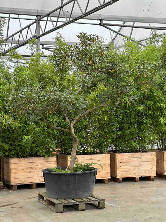 Rhododendron ponticum