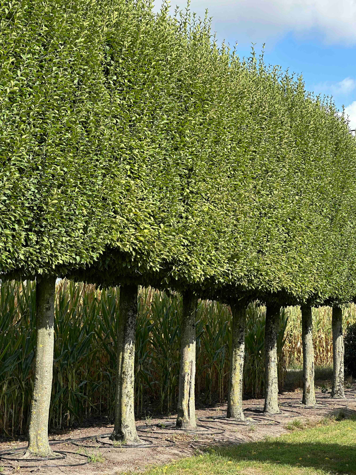 CBF TOPIARY #002