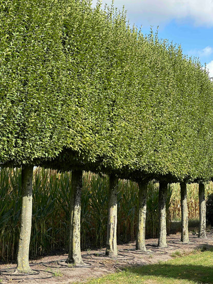CBF TOPIARY #002