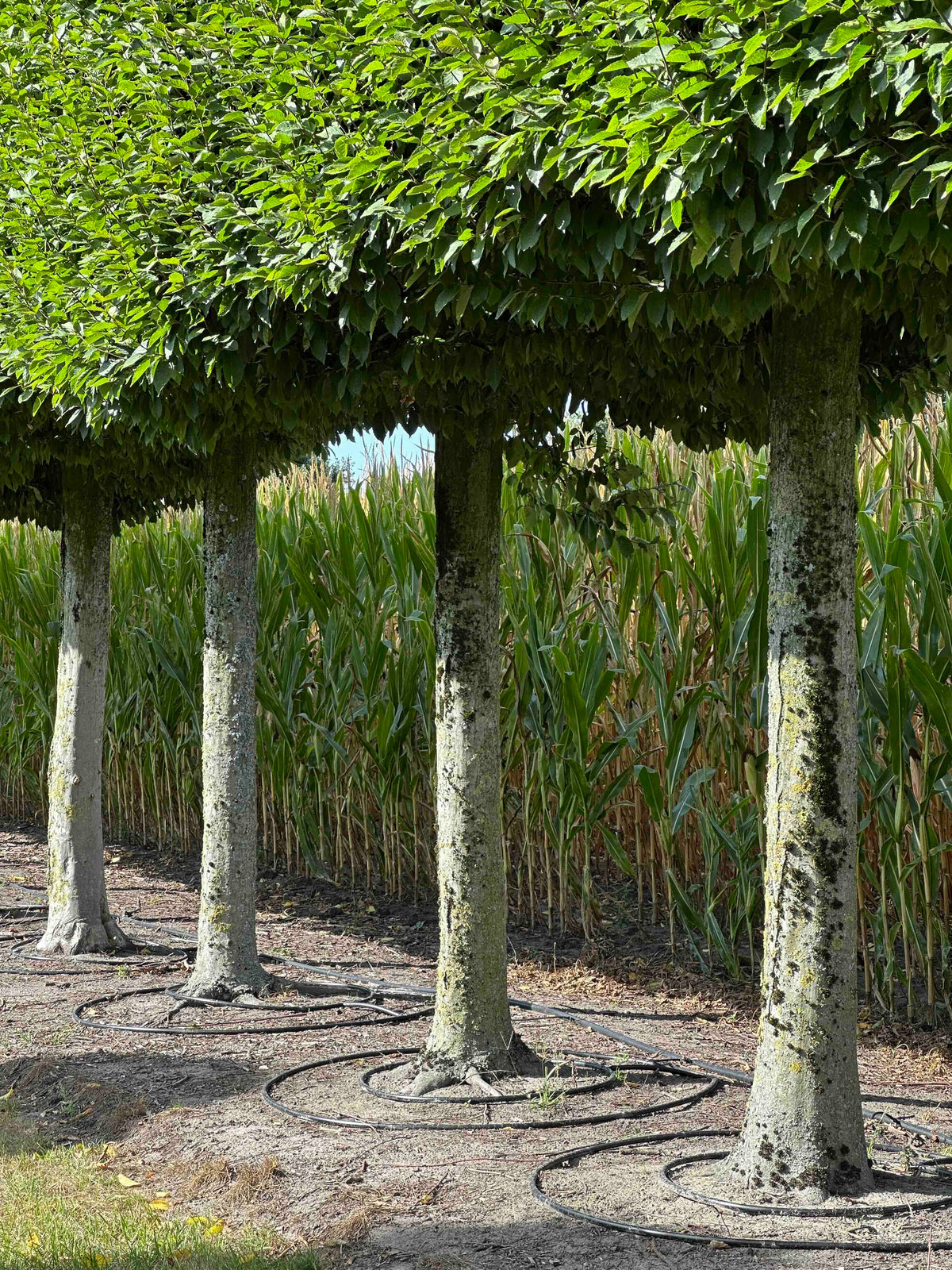 CBF TOPIARY #002