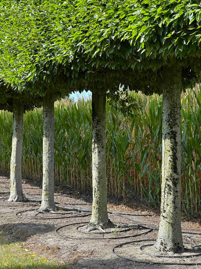 CBF TOPIARY #002