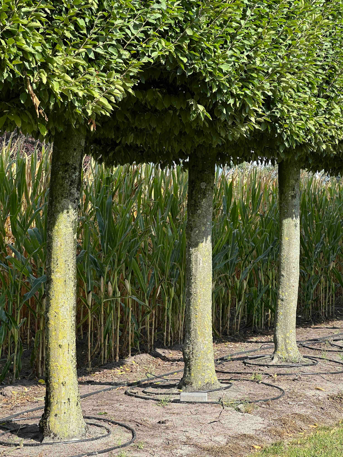CBF TOPIARY #002