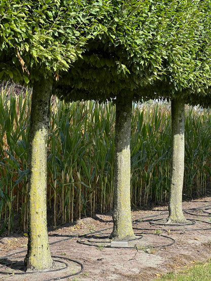 CBF TOPIARY #002