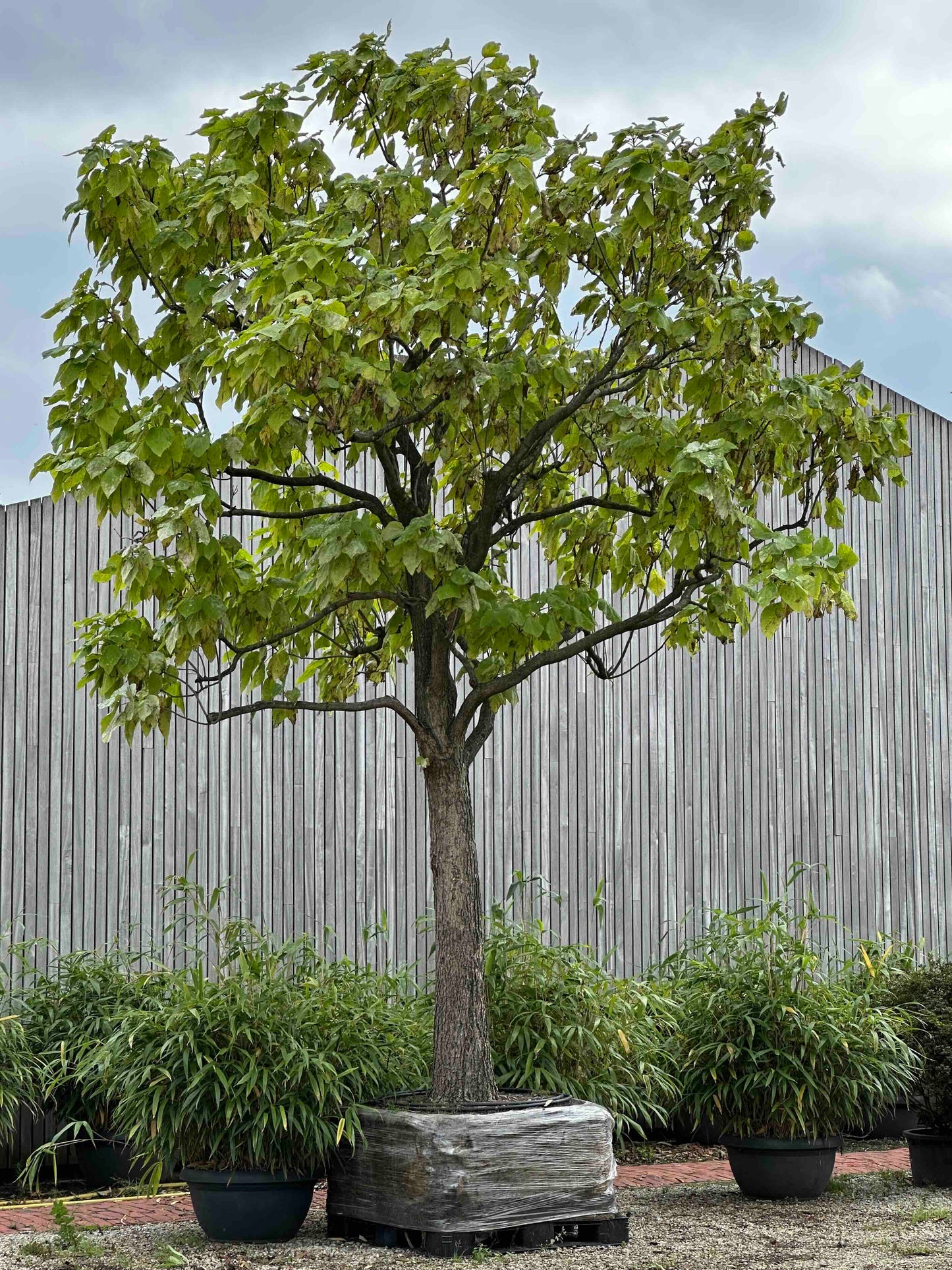 CBI TREE #003