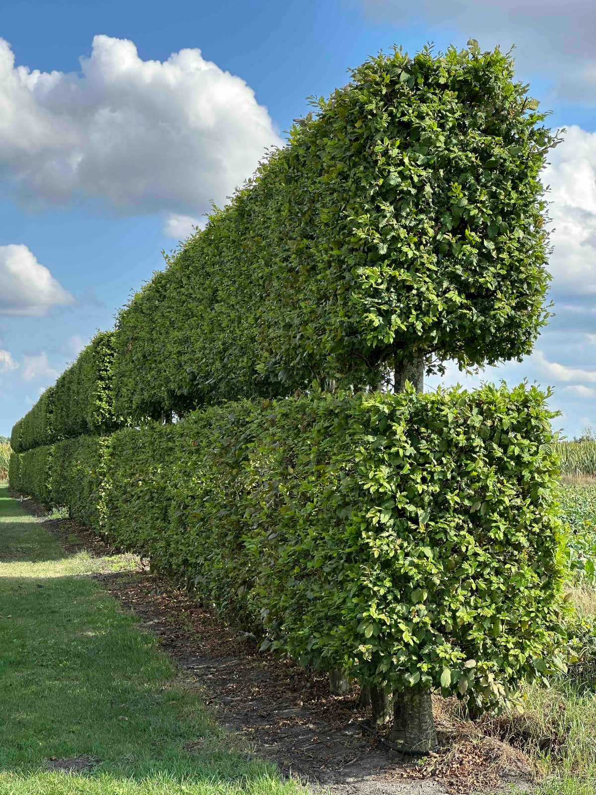 CBQ TOPIARY #001