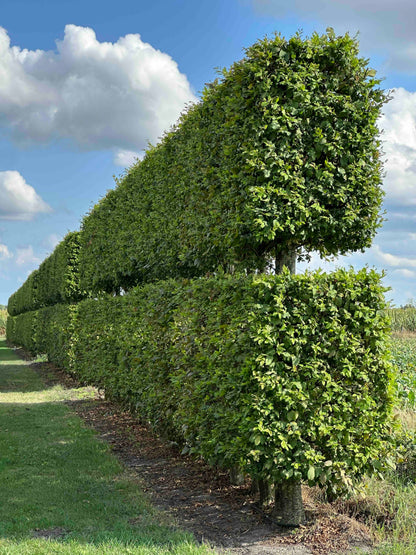 CBQ TOPIARY #001