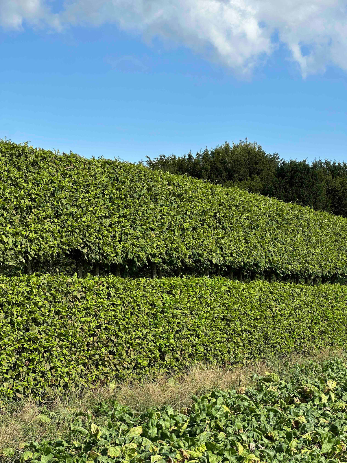 CBQ TOPIARY #001