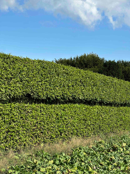 CBQ TOPIARY #001