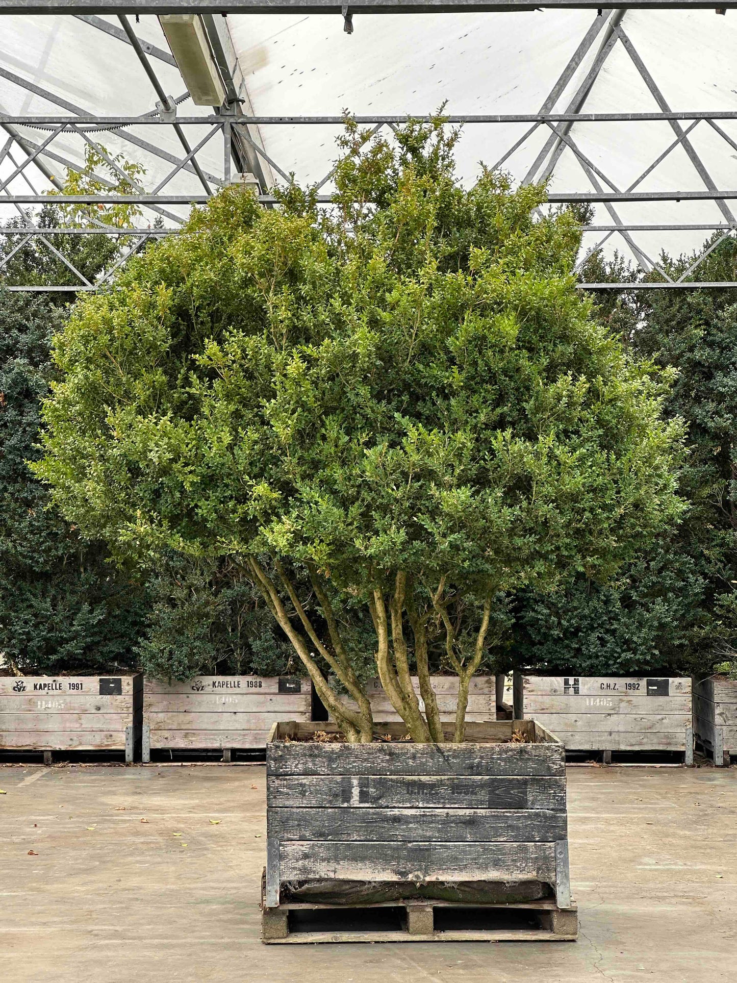 Buxus sempervirens