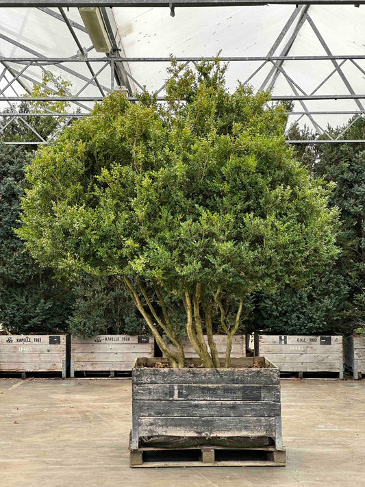 Buxus sempervirens