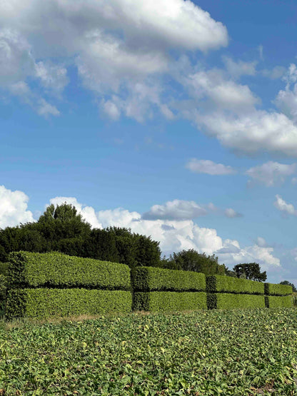 CBQ TOPIARY #001