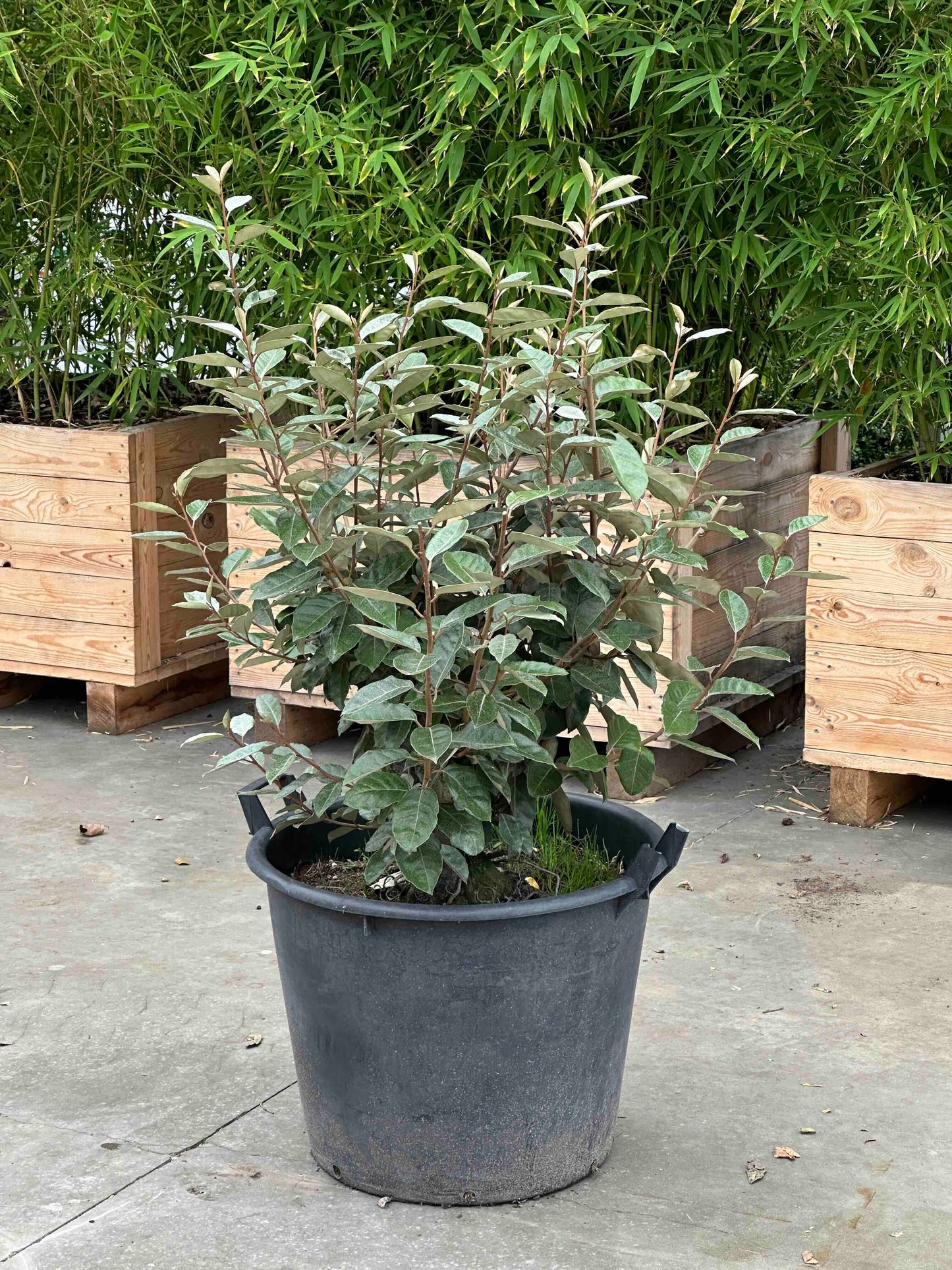 EE SHRUB #002