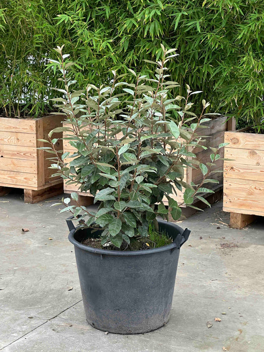 EE SHRUB #001