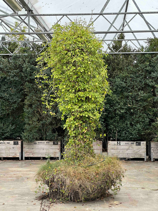 Hedera helix