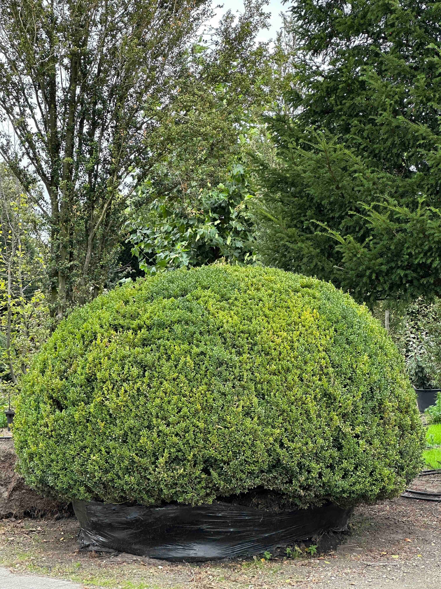 Buxus sempervirens
