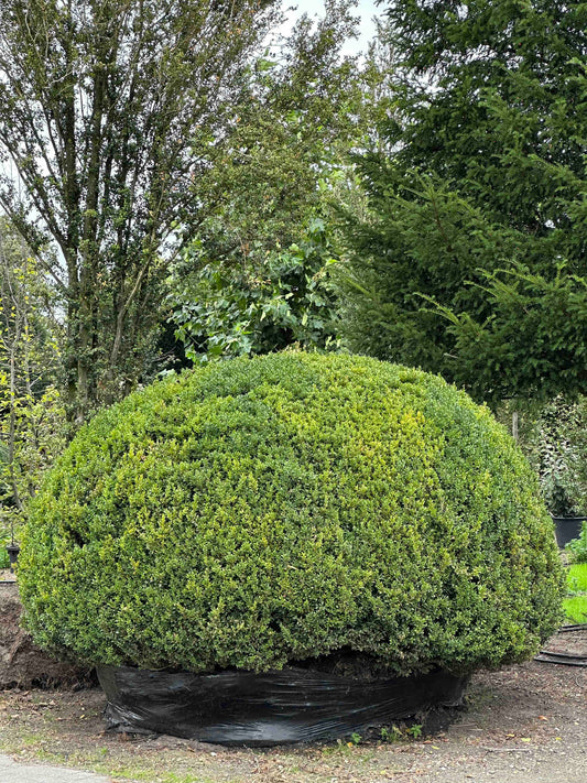 Buxus sempervirens
