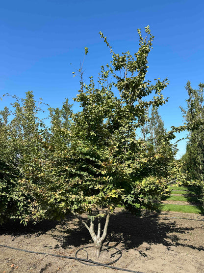 CB TREE #004