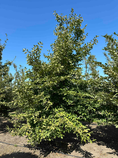CB TREE #005