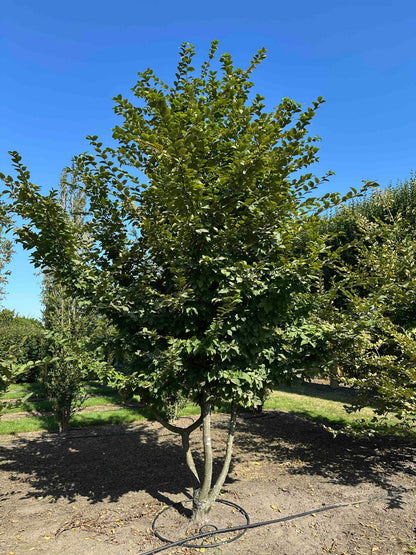 CB TREE #008
