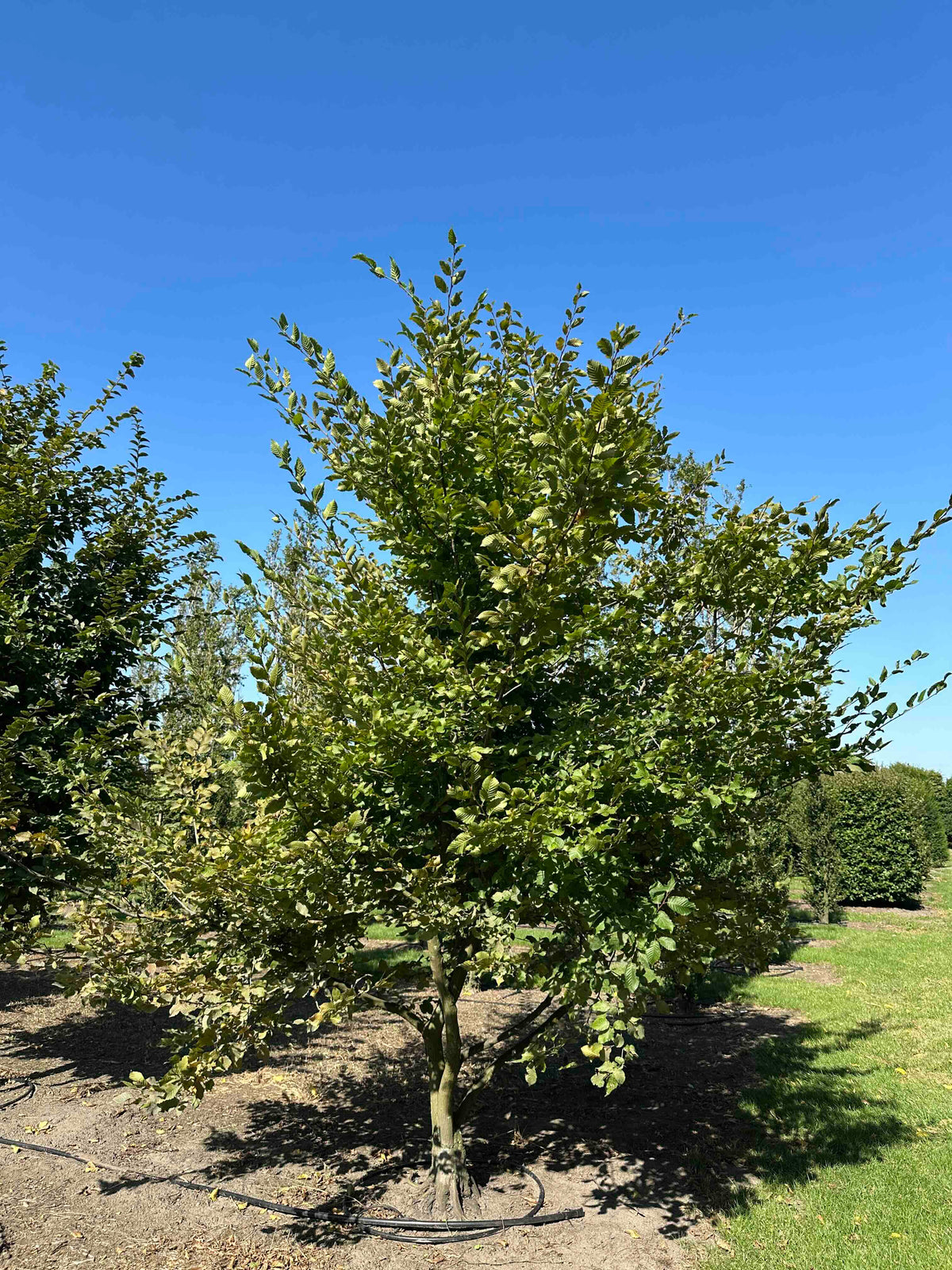 CB TREE #009