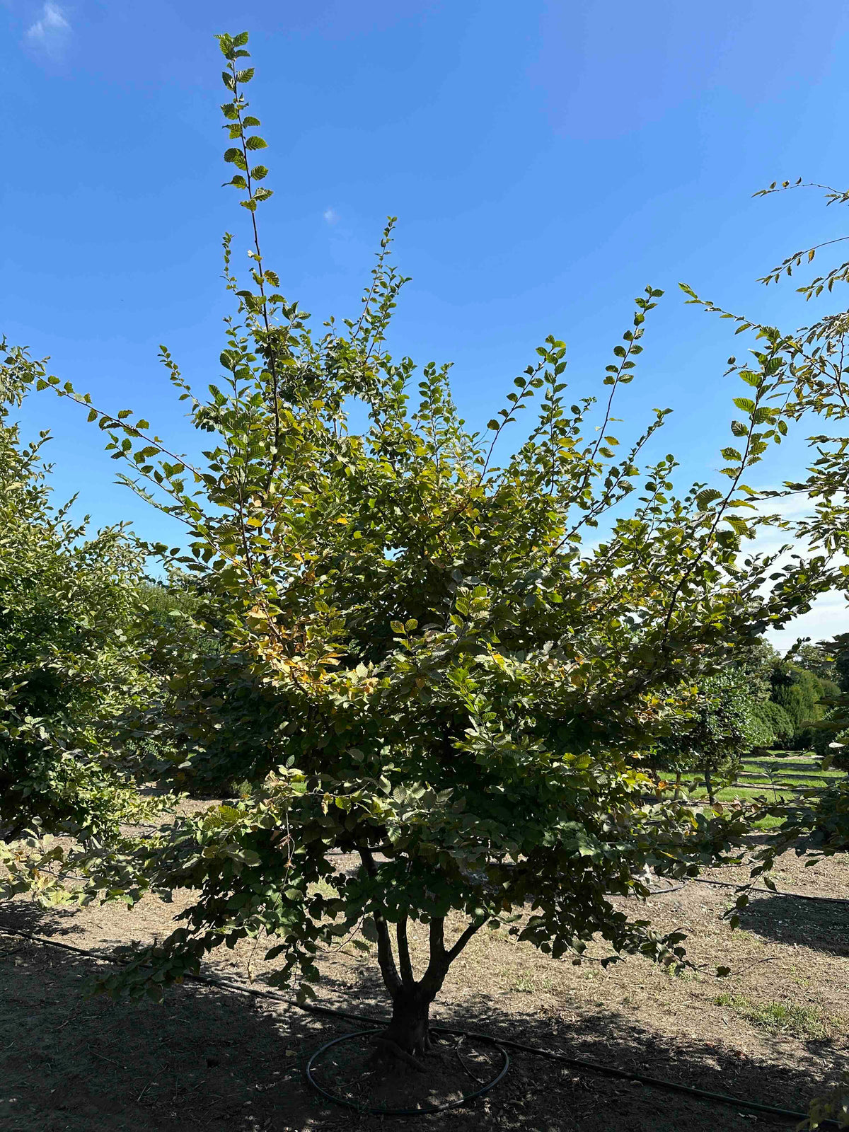 CB TREE #004
