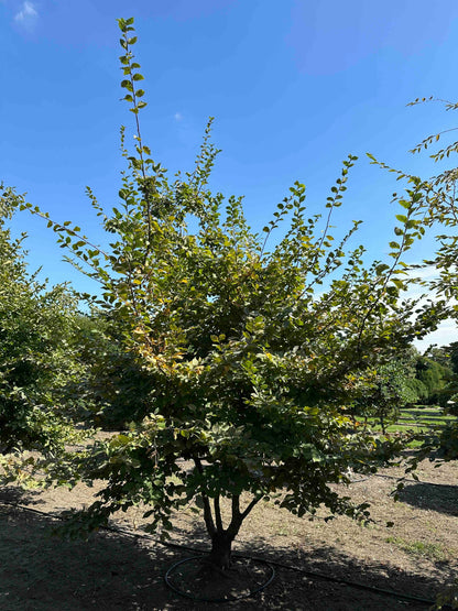 CB TREE #004
