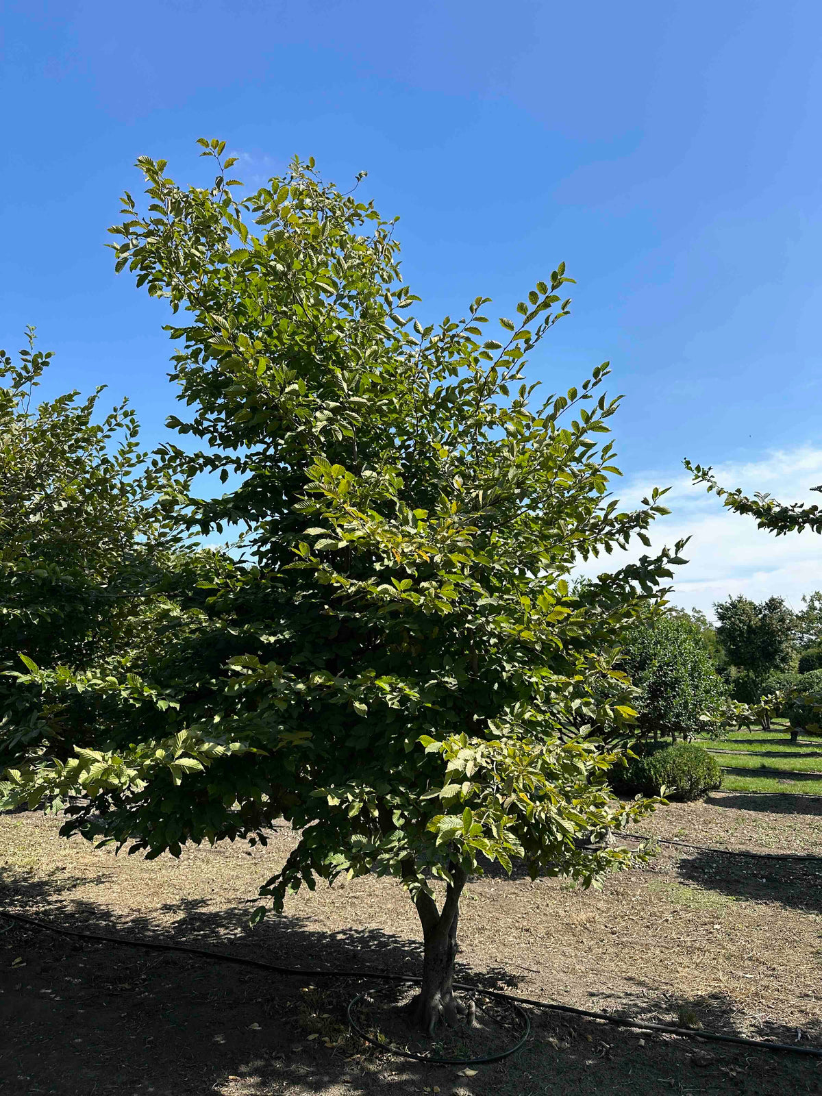 CB TREE #005