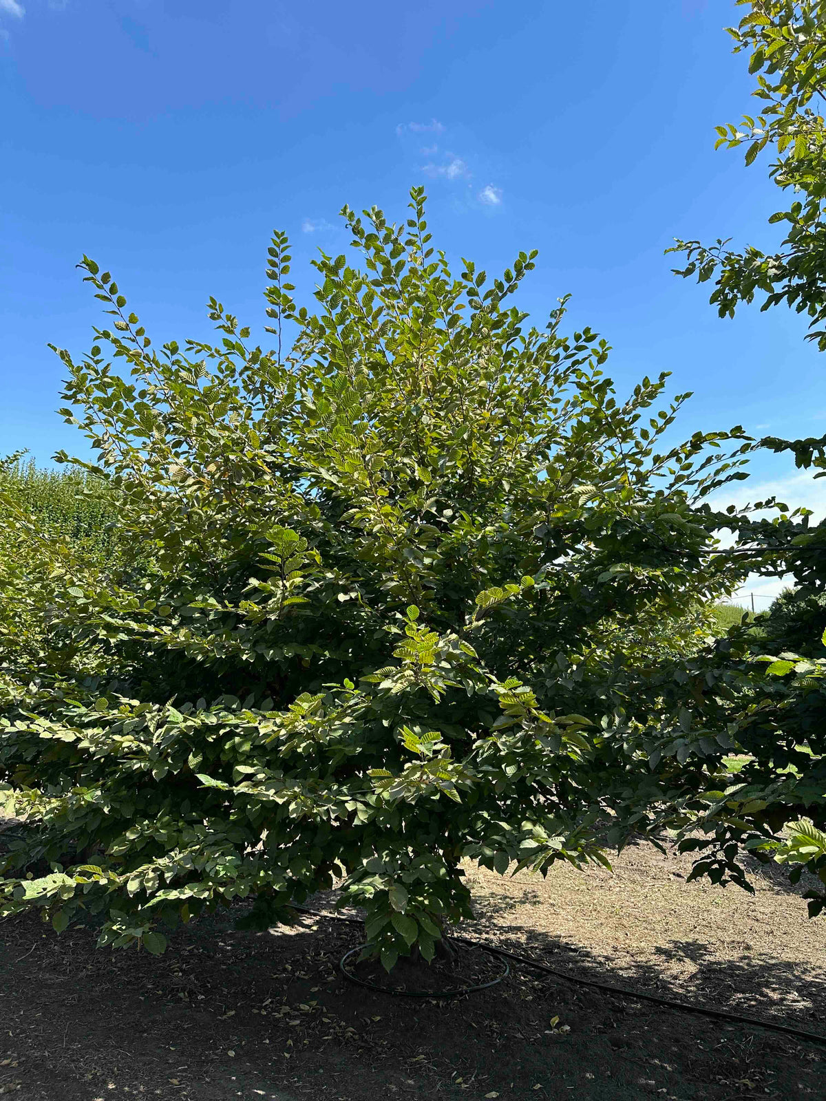 CB TREE #006