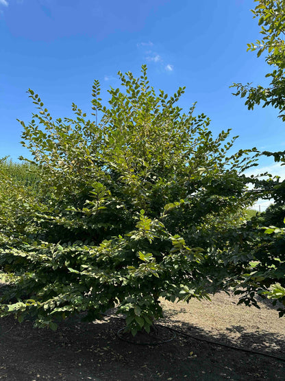 CB TREE #006