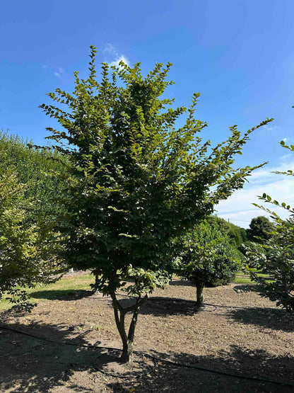 CB TREE #008