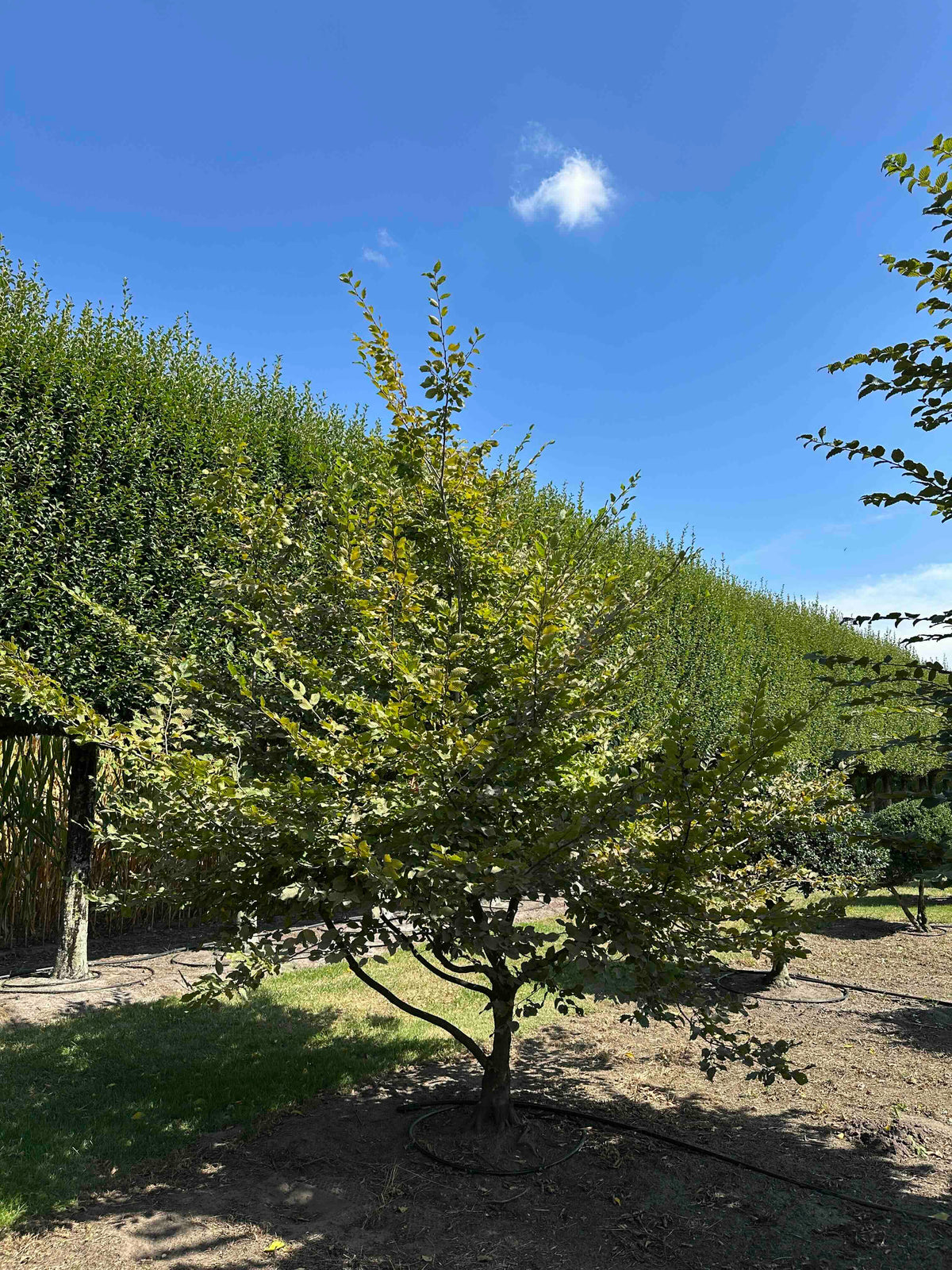 CB TREE #009