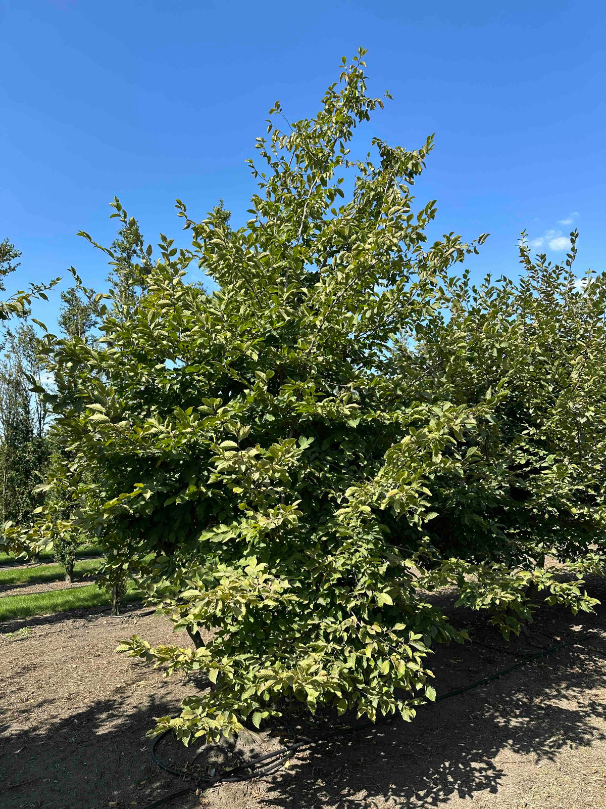 CB TREE #005