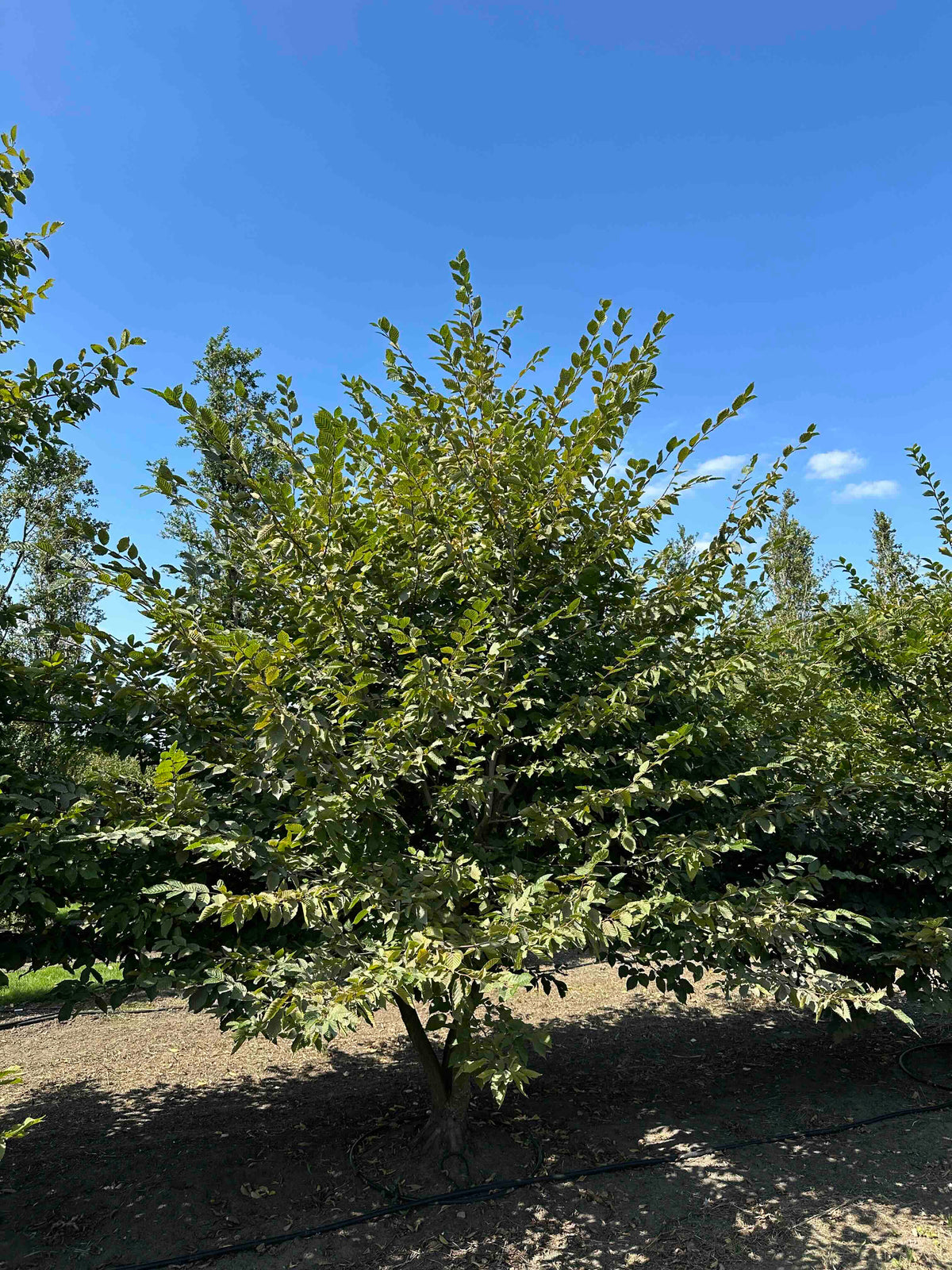 CB TREE #006