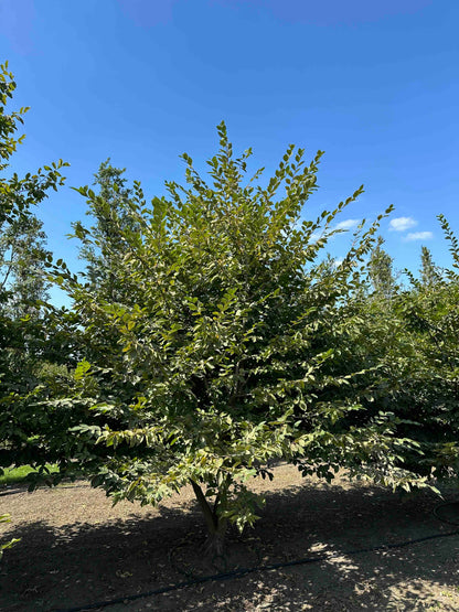 CB TREE #006