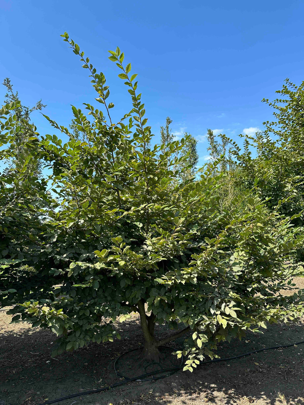 CB TREE #007