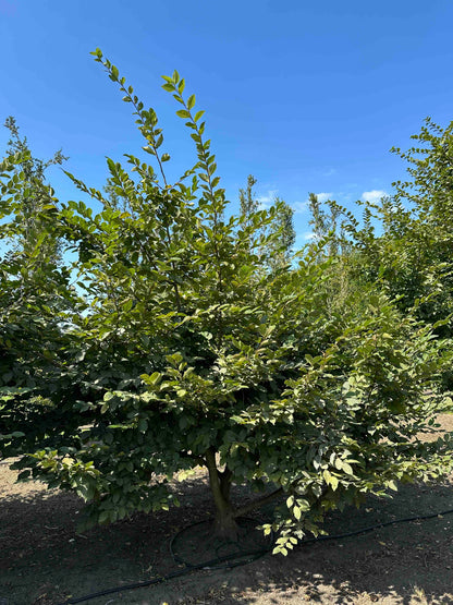 CB TREE #007